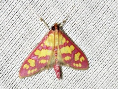 Stenochora lancinalis