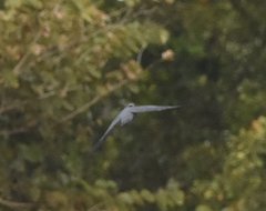 Patagioenas leucocephala