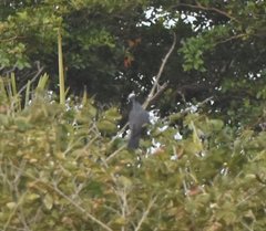Patagioenas leucocephala