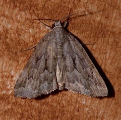 Cutina albopunctella
