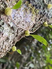Bulbophyllum exiguum