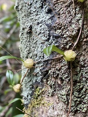 Bulbophyllum exiguum