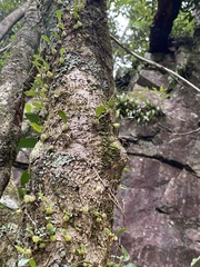 Bulbophyllum exiguum