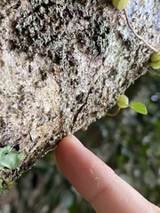 Bulbophyllum exiguum