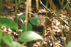 Tupaia glis