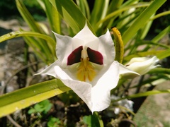 Miltoniopsis roezlii