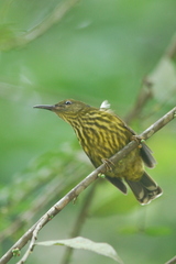 Kurochkinegramma hypogrammicum