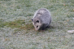 Didelphis virginiana
