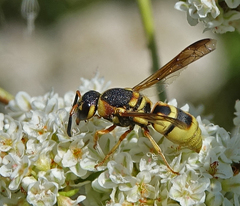 Euodynerus hidalgo viereckii