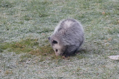 Didelphis virginiana