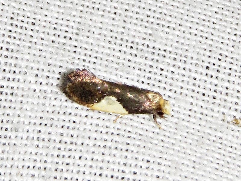 Monopis lamprostola
