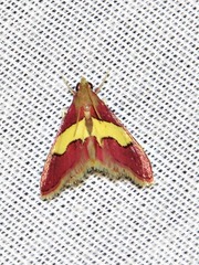 Bostra xanthorhodalis