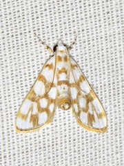 Obtusipalpis pardalis