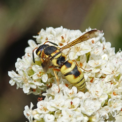Euodynerus hidalgo viereckii