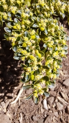Euphorbia germainii