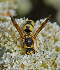 Euodynerus hidalgo viereckii