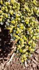 Euphorbia germainii