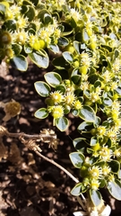 Euphorbia germainii