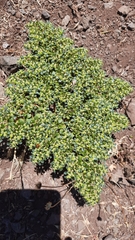 Euphorbia germainii