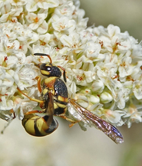 Euodynerus hidalgo viereckii