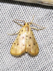 Calamoschoena stictalis