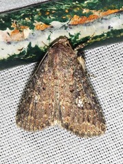 Condica capensis