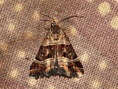 Eulocastra hypotaenia