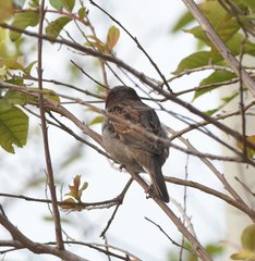 Passer domesticus
