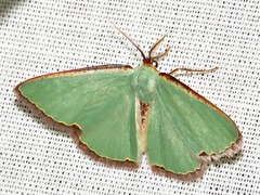 Heterorachis devocata devocata