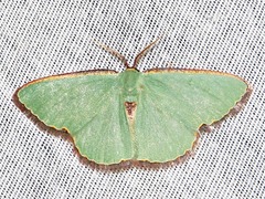 Heterorachis devocata devocata