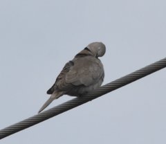 Streptopelia decaocto