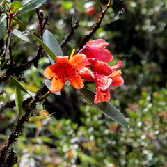 Rhododendron rarilepidotum