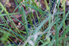 Masticophis bilineatus