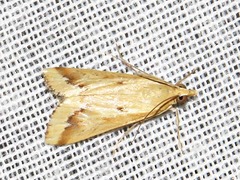Achyra coelatalis