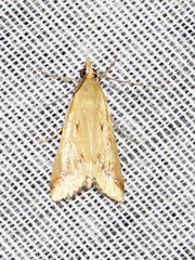 Achyra coelatalis