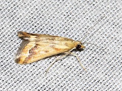 Achyra coelatalis