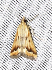 Achyra coelatalis