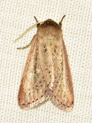 Aspidifrontia rufescens