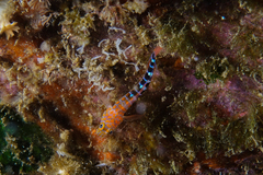 Notoclinops caerulepunctus