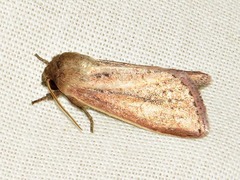 Aspidifrontia rufescens