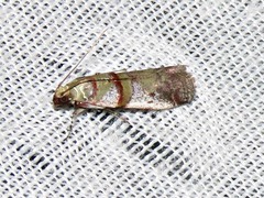 Hypargyria metalliferella