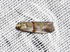 Hypargyria metalliferella