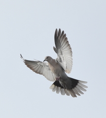 Streptopelia decaocto