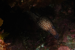 Gymnothorax prionodon
