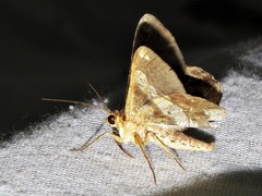 Chiasmia umbrata