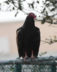 Cathartes aura
