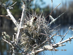 Tillandsia recurvata image