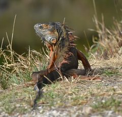 Iguana iguana