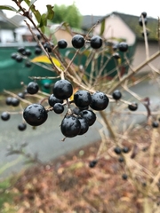 Ligustrum vulgare