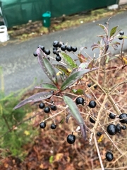 Ligustrum vulgare